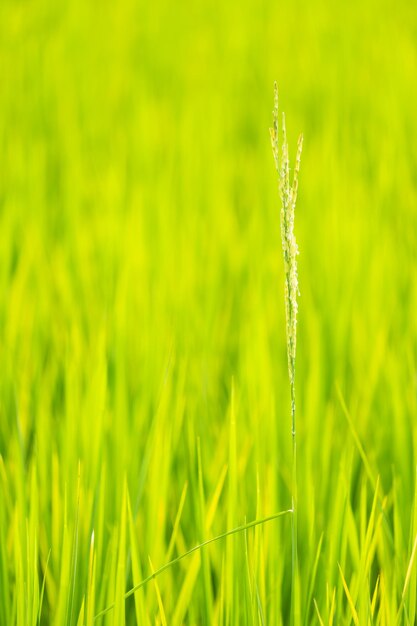 Rice is growth in the rice paddies