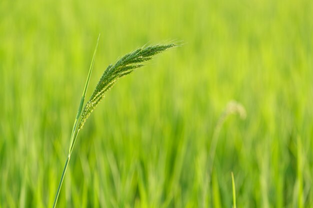 Rice is growth in the rice paddies