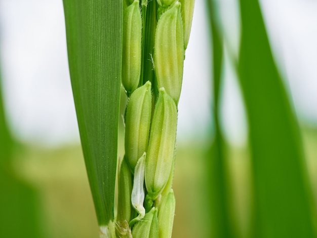 Photo rice is the main dish of asia