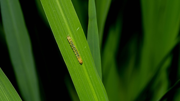 the rice leaf worms damage the rice fields causing the rice leaves to reduce photosynthesis