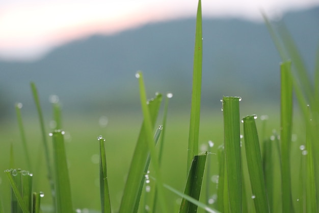 쌀 필드와 쌀 필드 아시아 농장에서 dewdrops