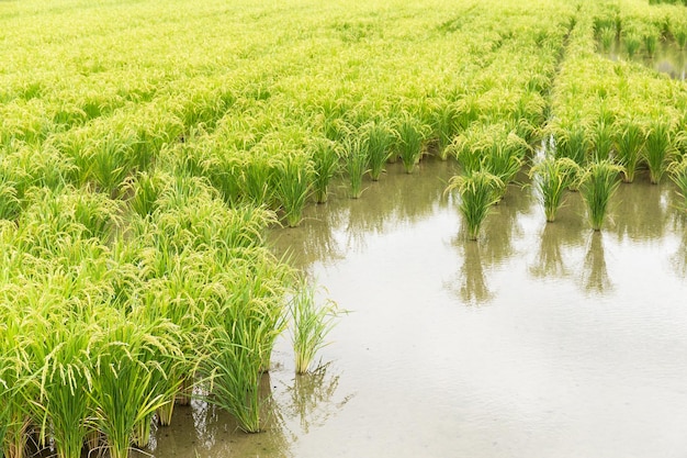 Rice meadow harvest