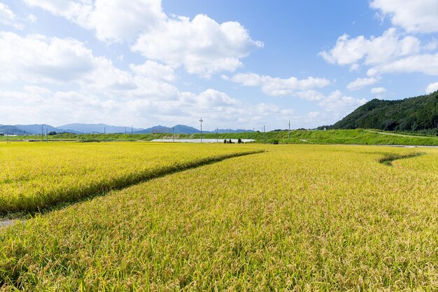 照片大米草地