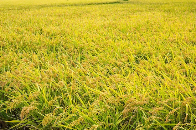 Рисовая поляна