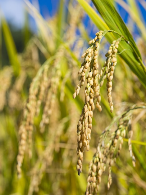 rice on outdoor field ready to harvest