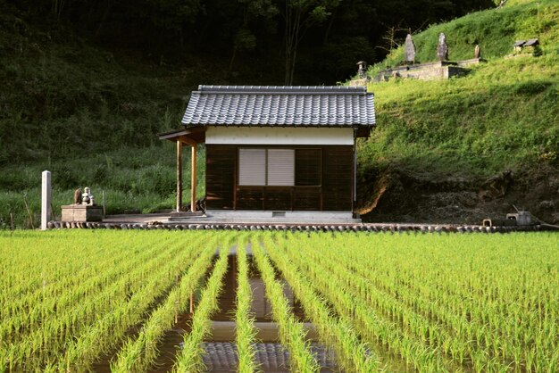 Photo rice paddy against house