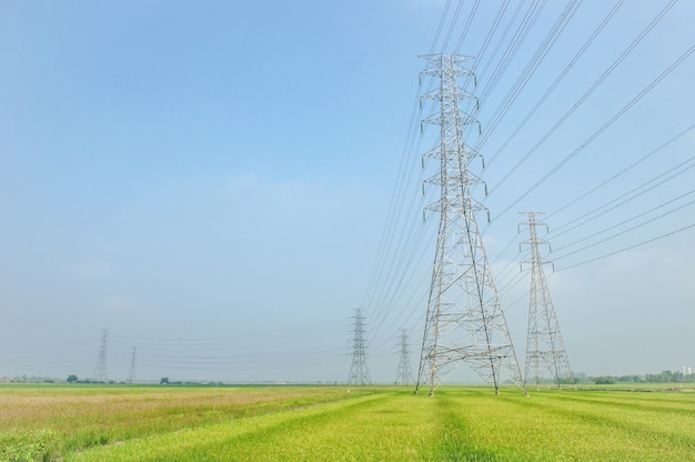 Rice paddy and electric pylon high voltage, Power line transmission tower over farm