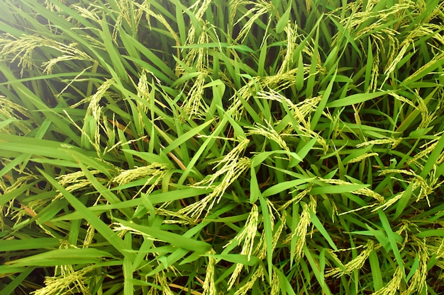 Foto campo di risaia in asia