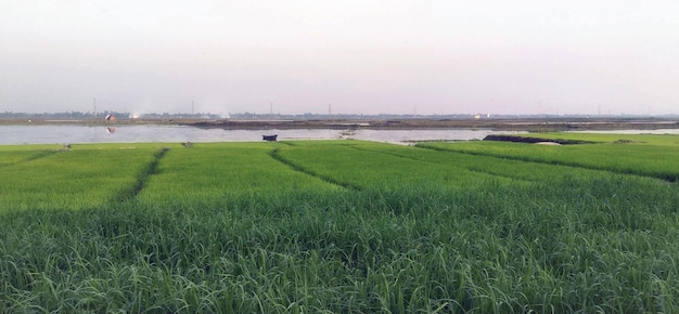 A rice paddy field of green grass with a river in the background photo