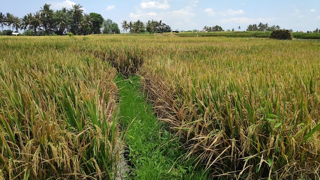 Rice paddy field in harverting season