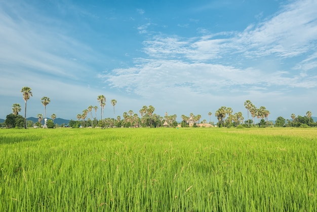 Rice paddy field landscape