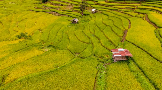 rice paddy field at Sapan Bo Kluea Nan Thailand