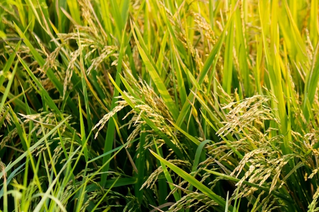 rice paddy field in Thailand