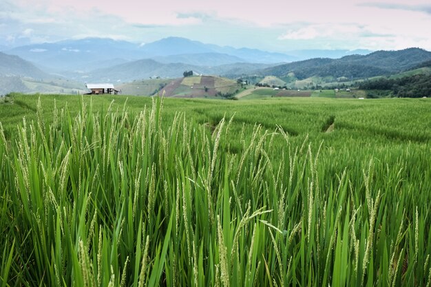 Photo rice in paddy field with agriculture mountain view