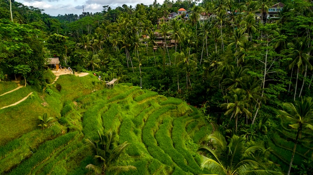 Rice Paddy Fields near Ubud in Bali, Indonesia aerial view