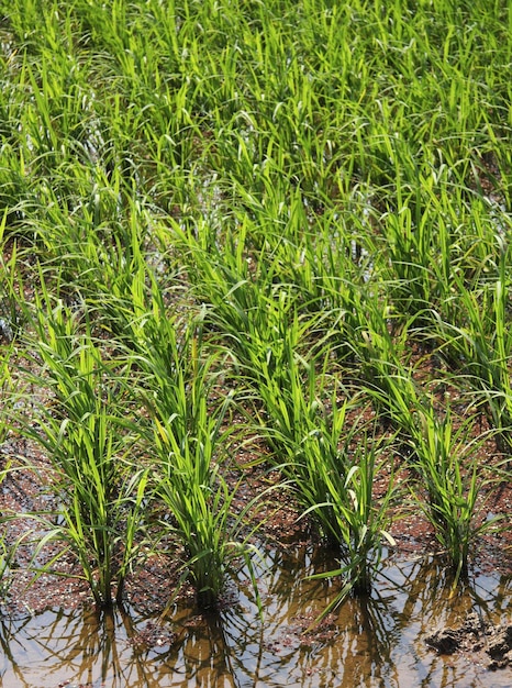 Rice Paddy Growth