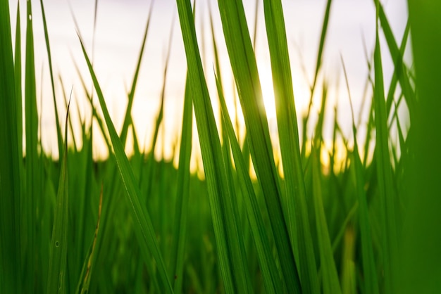 Rice paddy leaf in rice field rural with cloud sky in daylight, Green field rural countryside, Paddy rice with green field