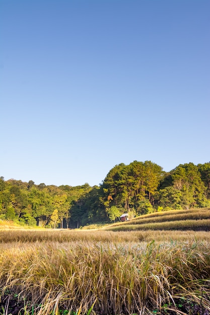 Rice paddy Rice Field in Chiangmai, Doi Inthanon, Northern of Thailand Landscape