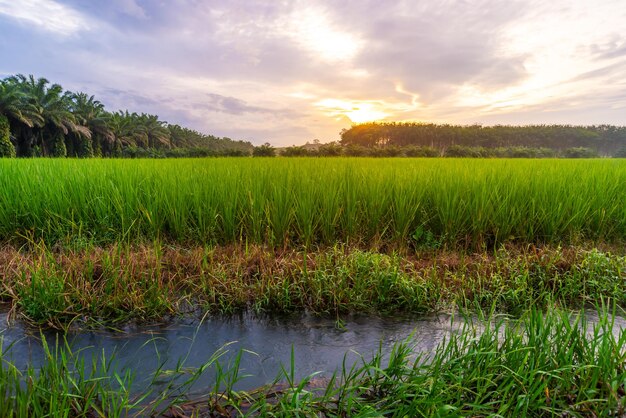 Rice paddy in rice field rural with cloud sky in daylight