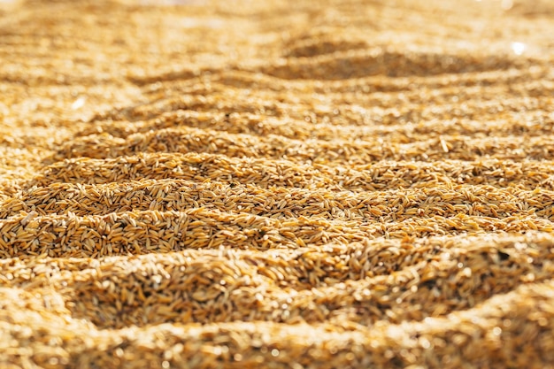 Rice paddy stock on close up for rice before threshing or in the husk dry process with sun