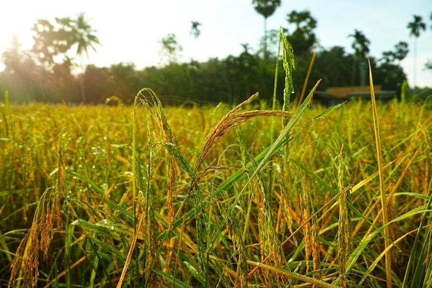 Rice plant in the Agriculture fild