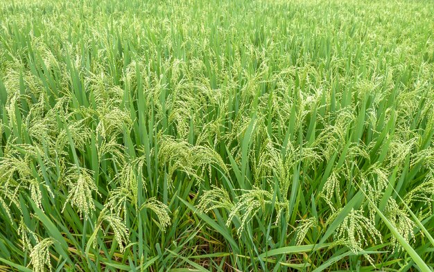 rice plant closeup