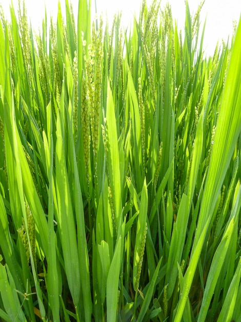 Близкий взгляд на рисовое растение