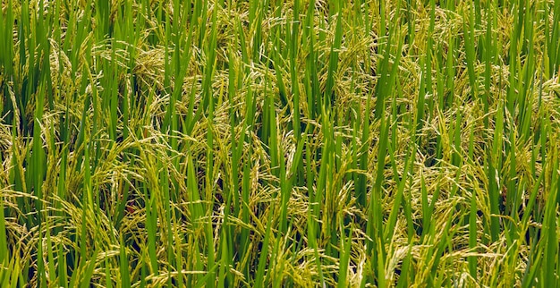 Rice plant on the field ready for harvesting