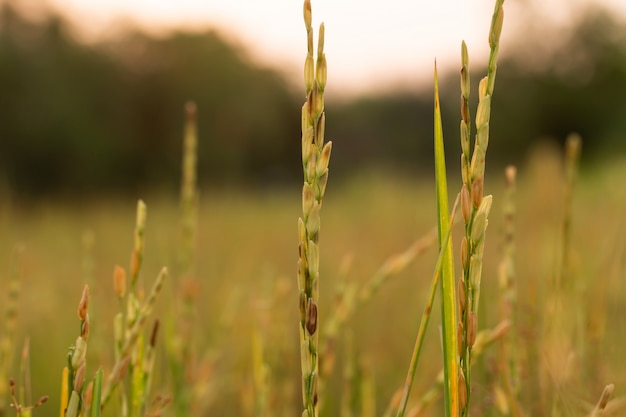 rice plant In the field In the sunset