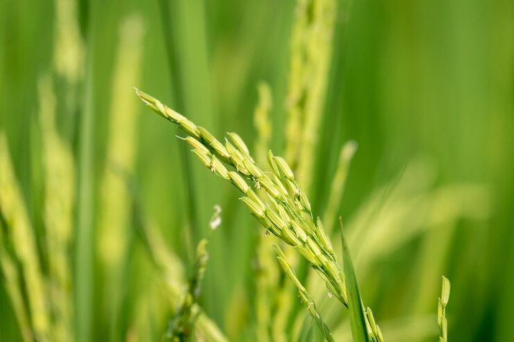 Rice plant field