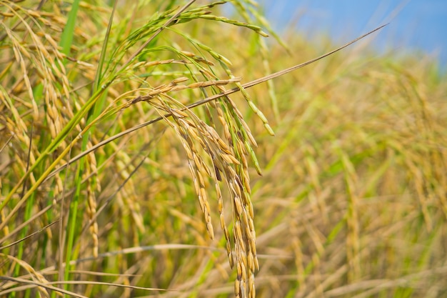 Rice plant, green nature background, organic food