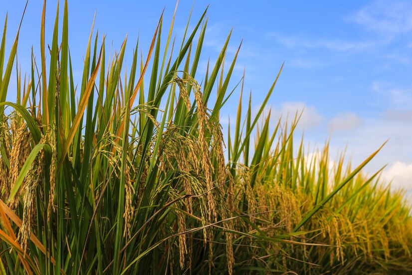 Premium Photo | Rice plant in paddy field in thailand