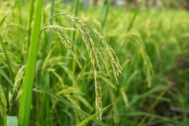 イネは緑の水田で穀物を生産します。