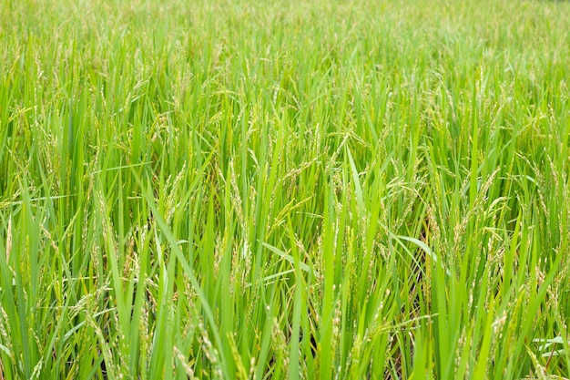 Rice plant in rice field