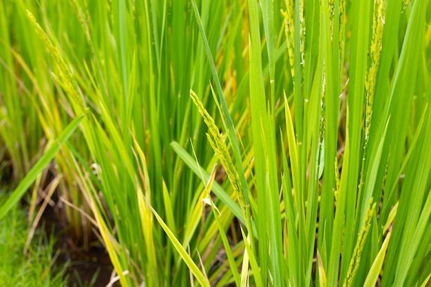 Rice plant in rice field