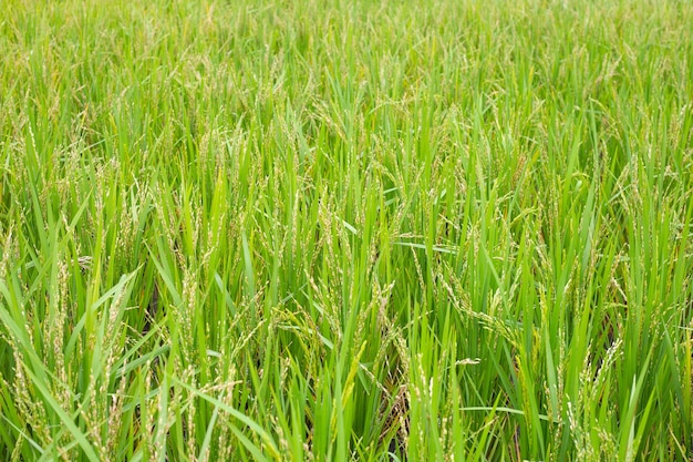 Rice plant in rice field