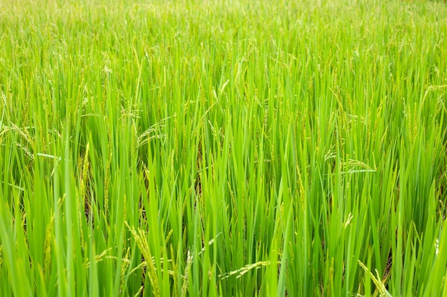 Pianta di riso in campo di riso