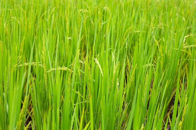 Pianta di riso in campo di riso