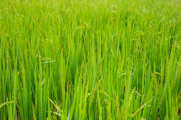 Pianta di riso in campo di riso