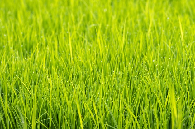 Rice plant with rain water drops macro