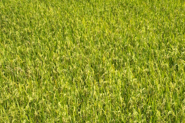 Rice plant