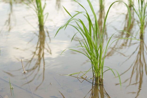 Rice plant.