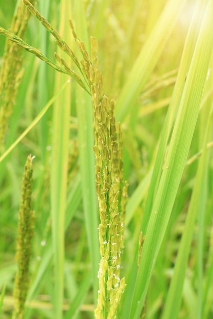 Photo rice plant