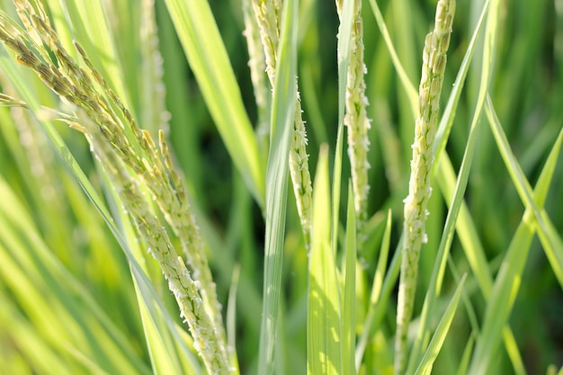 rice plant