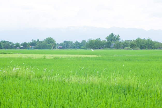 rice plant