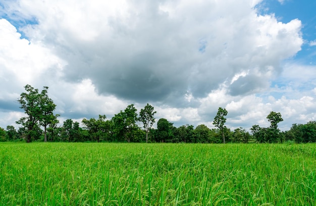 Rice plantation Green rice paddy field Organic rice farm in Asia Rice growing agriculture Green