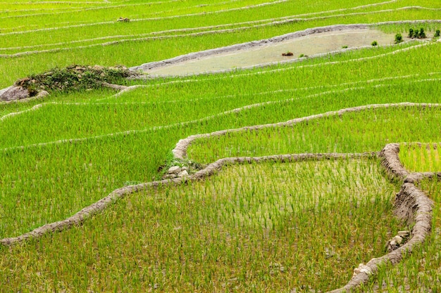 Rice plantations Vietnam