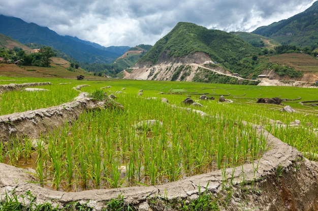 ベトナムの米農園
