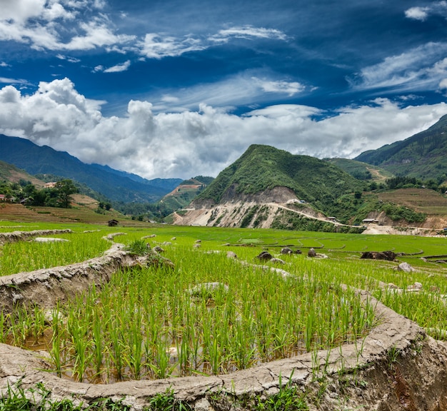 Piantagioni di riso vietnam