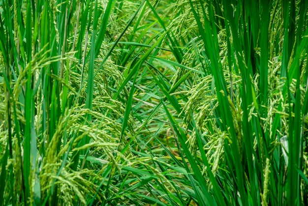 Фото Рисовые растения растут в поле.